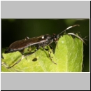 Stenichneumon militarius - Schlupfwespe 01d 13mm - fdet02b-Joel Valemberg.jpg